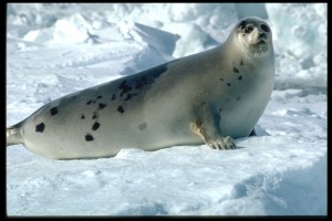 harp-seal-485027