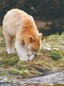 A real live spirit bear...who's protecting it's habitat? Not Canada